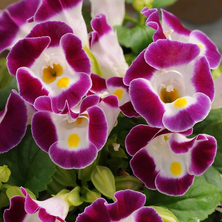 Wishbone Gemischt Blumensamen zur Aussaat Blume Beet und Garten
