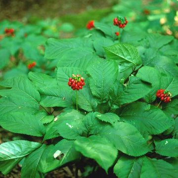 Amerikanischer Ginseng Samen zur Aussaat