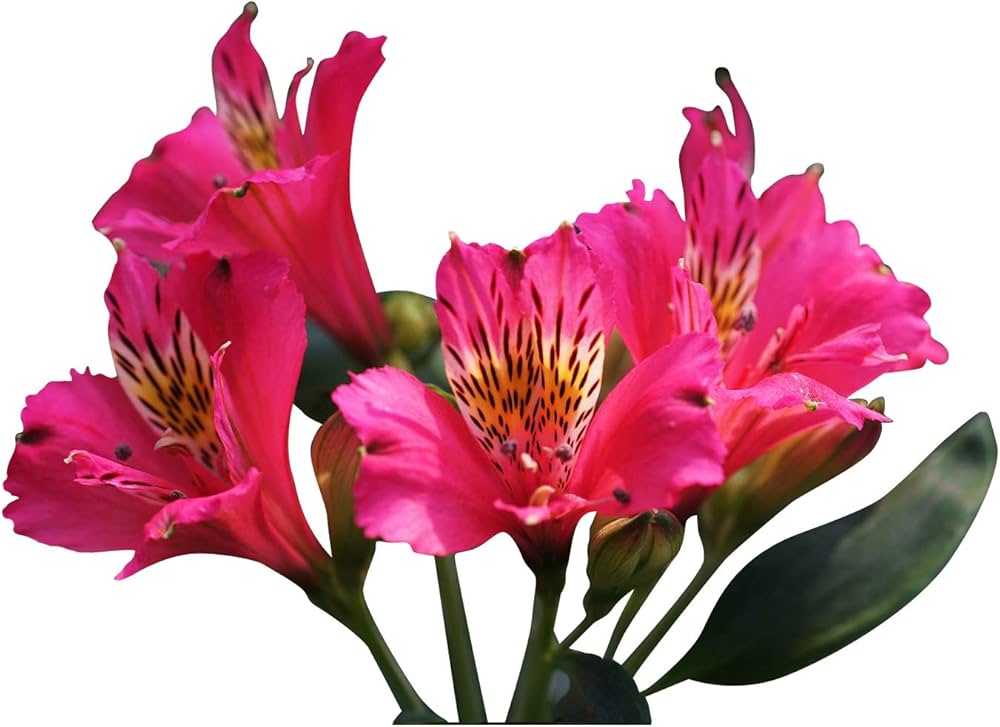 Rosa alstroemeria blume samen for anpflanzung - vibrant colors, heirloom & gmo free samen for home garten
 
 sale samen for anpflanzung in home garten