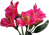 Rosa alstroemeria blume samen for anpflanzung - vibrant colors, heirloom & gmo free samen for home garten
 
 sale samen for anpflanzung in home garten
