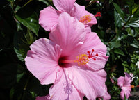 Hibiskus 24 Kinds Rosa Senensis Samen