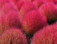 Rot Burning Strauch Blumensamen zur Aussaat – saisonal Dauerblüher – Traditionssorte & ohne Gentechnik Samen Hausgarten
