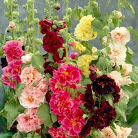 Gemischt Danish Stockrose Blumensamen zur Aussaat – robust Sorte – Traditionssorte & ohne Gentechnik Samen Hausgarten