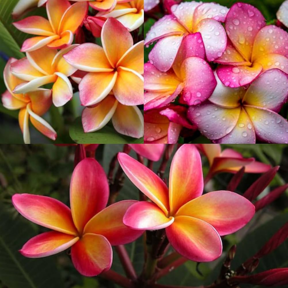 Rosa & Gelb Egg Blumensamen zur Aussaat – pflegeleicht – Traditionssorte & ohne Gentechnik Samen Hausgarten