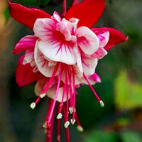 Rot weiß fuchsia samen blume samen for anpflanzung - shade tolerant, heirloom & gmo free samen for home garten
 
 sale samen for anpflanzung in home garten