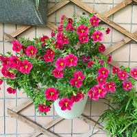 Calibrachoa Blumensamen zur Aussaat sonnenliebend Traditionssorte & ohne Gentechnik Samen Hausgarten