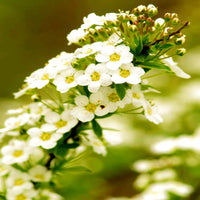 Alyssum Lobularia Maritima Blumensamen
