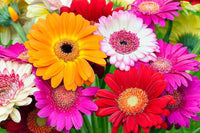 Gerbera Jamesonii Gemischt Daisy Blumensamen