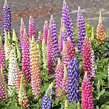 Lupin pixie blume samen for anpflanzung fragrant blossoms heirloom & gmo free samen for home garten 
 
 sale for anpflanzung in home garten