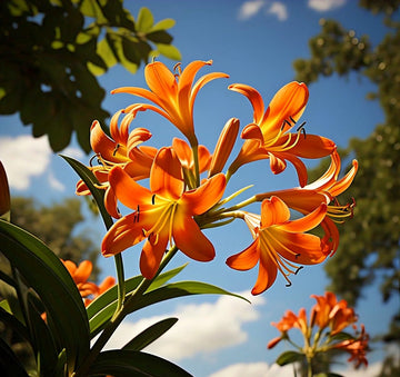 Gelb Braun Lilium Blumensamen zur Aussaat Halbschatten verträglich Traditionssorte & ohne Gentechnik Samen Hausgarten
