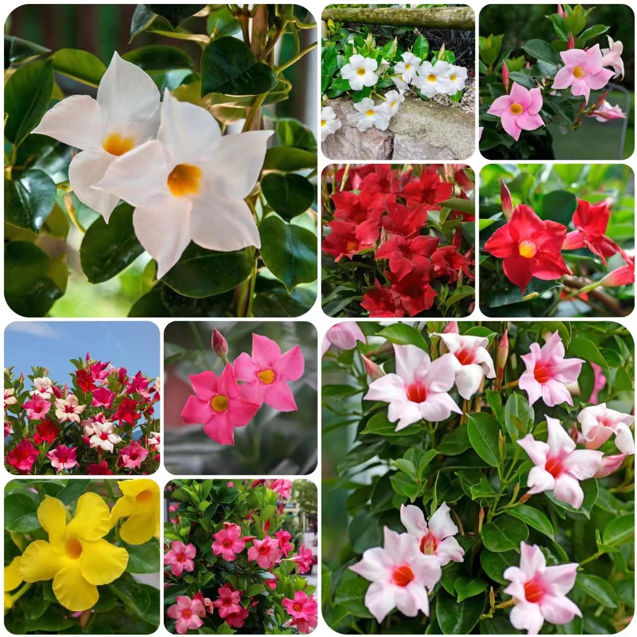 MultiColored Mandevilla Samen Blumensamen zur Aussaat Drought verträglich Traditionssorte & ohne Gentechnik Samen Hausgarten