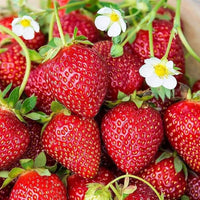 Strawberry Samen zur Aussaat üppig Garten Fruits – Anzucht