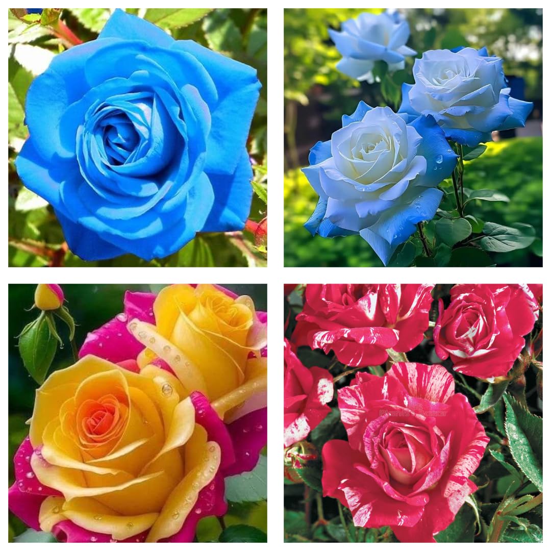 Rose Samen Kollektion zur Aussaat – Gemischt Varieties