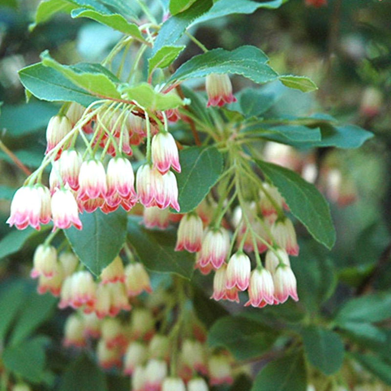 Enkianthus Campanulatus Blumensamen zur Aussaat Drought verträglich Traditionssorte & ohne Gentechnik Samen Hausgarten