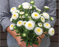 Weiß Grün China Aster Blumensamen zur Aussaat Garten beliebt Traditionssorte & ohne Gentechnik Samen Hausgarten