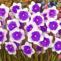 Nema gefüllt Petals Narzisse Blumensamen zur Aussaat – Drought verträglich – Traditionssorte & ohne Gentechnik Samen Hausgarten