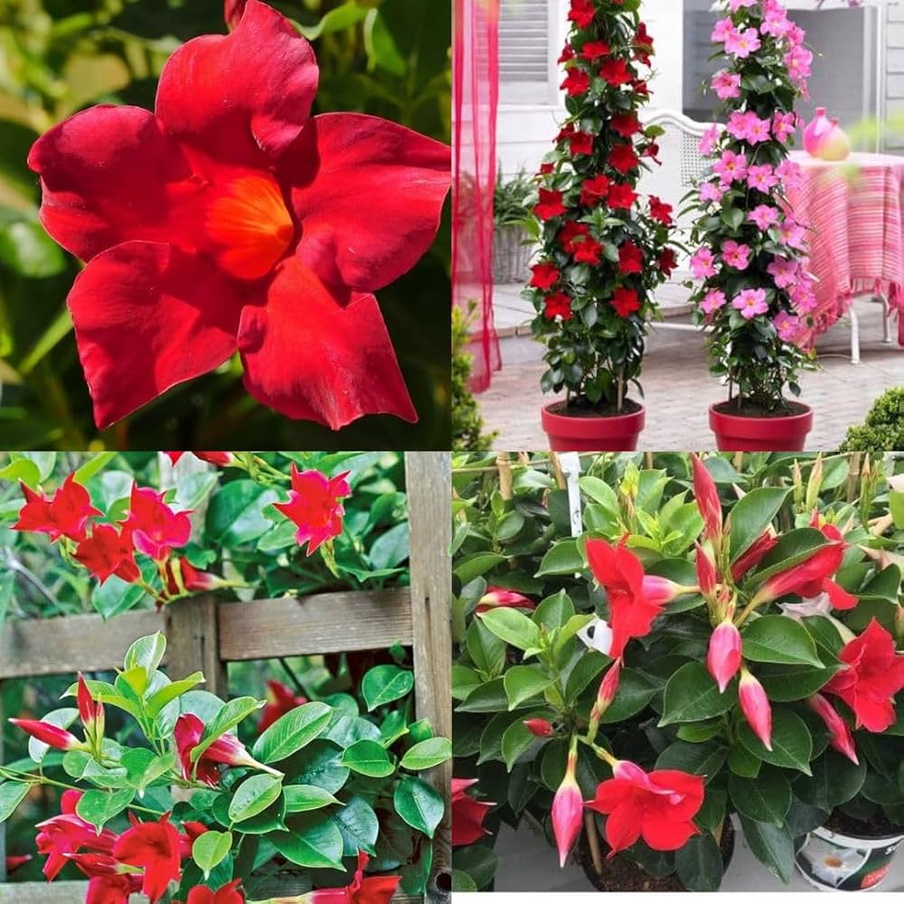 Dipladenia Blumensamen zur Aussaat farbenfroh Schau Traditionssorte & ohne Gentechnik Samen Hausgarten