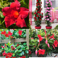 Dipladenia Blumensamen zur Aussaat farbenfroh Schau Traditionssorte & ohne Gentechnik Samen Hausgarten