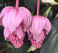Medinilla magnifica bonsai blume pflanze samen