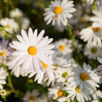 Daisy Samen Livingstone Daisy Samen Gelb Weiß Blume Sorte Garten Blüten