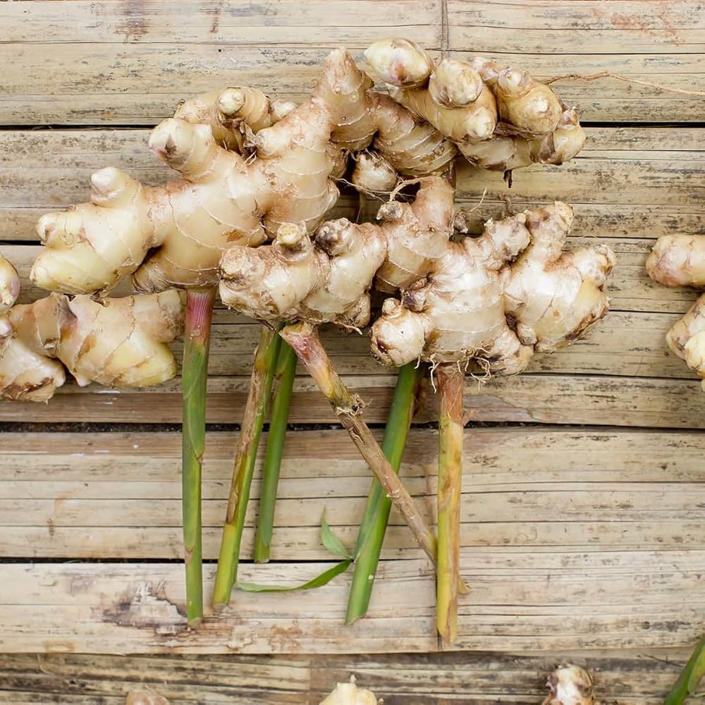 Braun Ginger Planting Samen for Gemüses