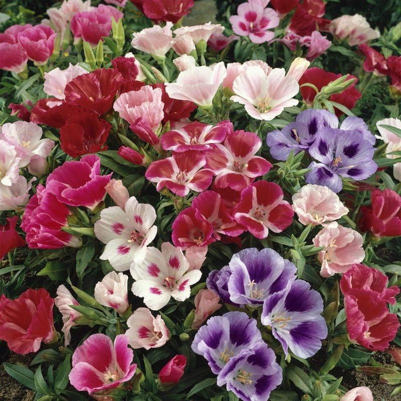 Multicolor azalea blume samen for anpflanzung - cottage garten essential, heirloom & gmo free samen for home garten
 
 sale samen for home garten