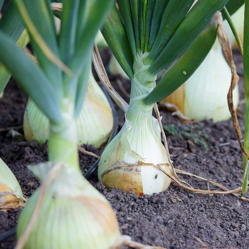 Vidalia onion samen für aussaat non-gmo traditionelle spring untreated fresh fast wachsend backyard