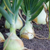 Vidalia onion samen für aussaat non-gmo traditionelle spring untreated fresh fast wachsend backyard