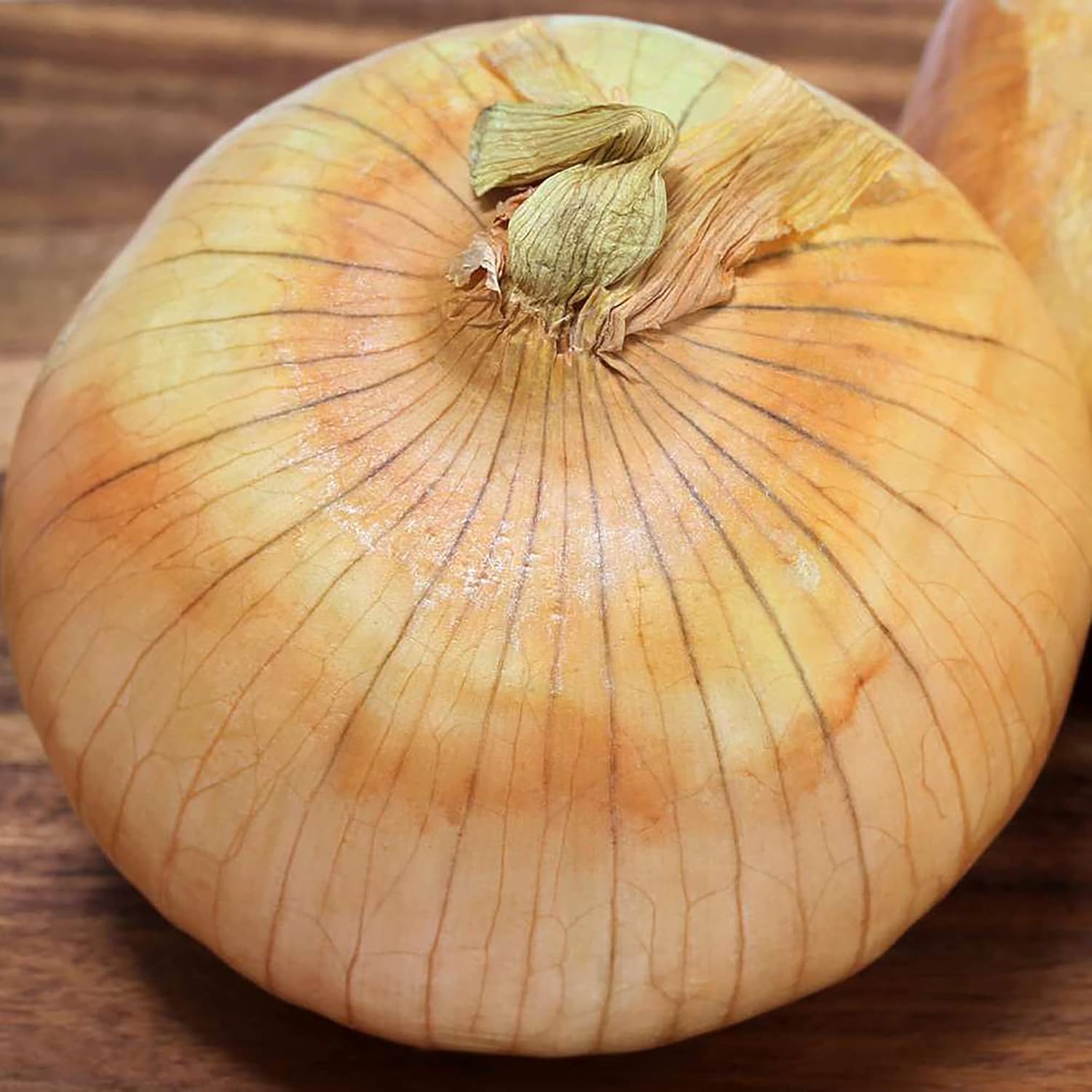 Vidalia onion samen für aussaat - non-gmo traditionelle spring fast wachsend backyard country and