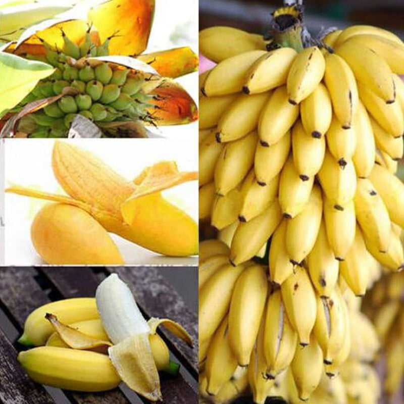 Semi di banana facili da piantare
