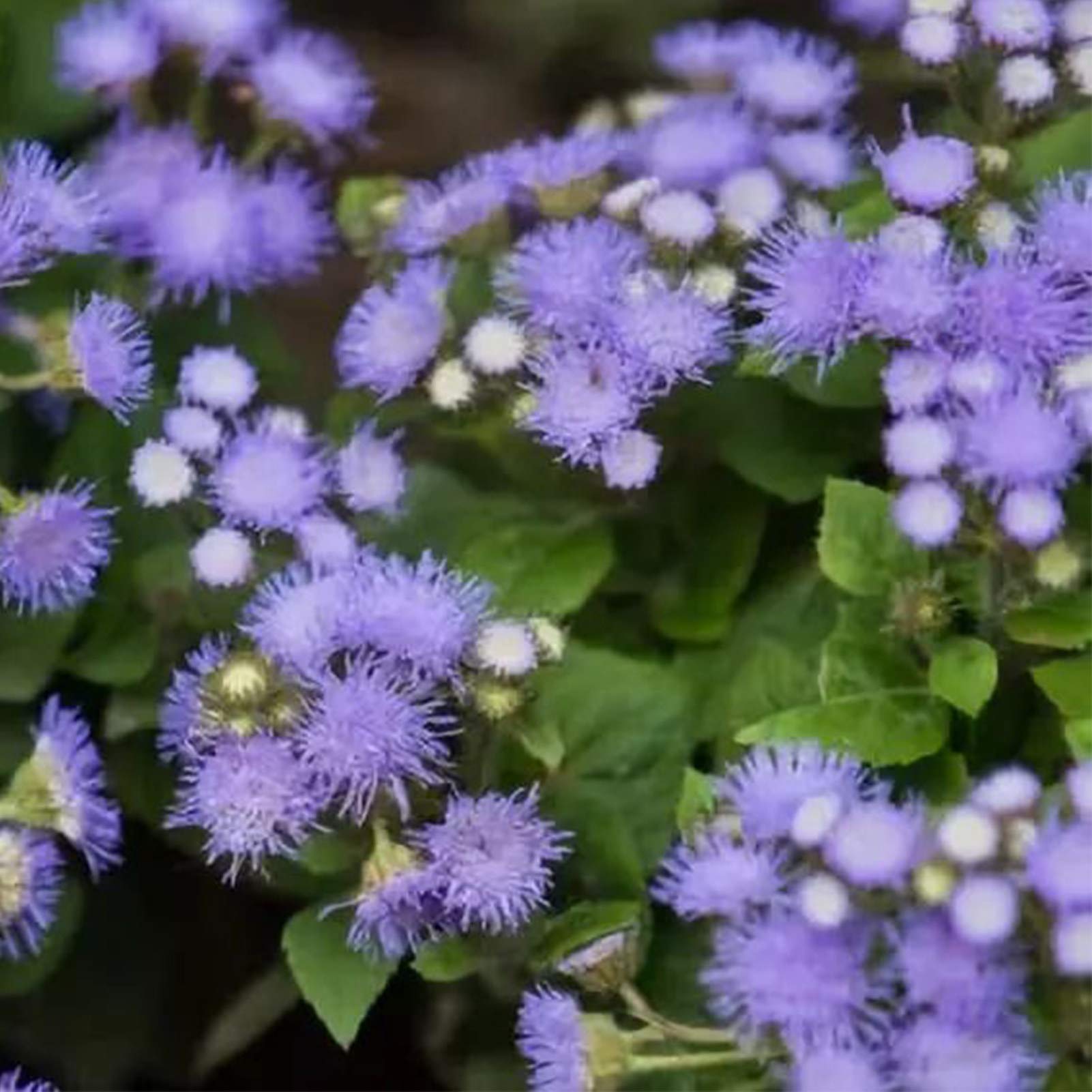 Pezzi di Semi di Piante Blau Ageratum