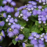 Pezzi di Semi di Piante Blau Ageratum