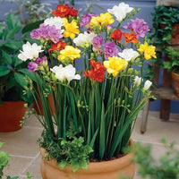 Freesia Bulbs Blumensamen zur Aussaat lang Blüte Saison Traditionssorte & ohne Gentechnik Samen Hausgarten