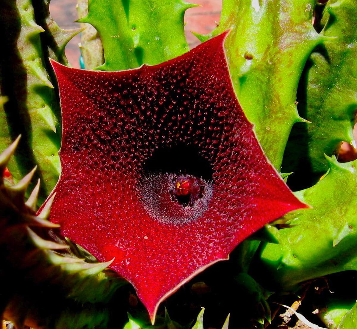 Huernia keniensis blume samen for anpflanzung - compact growth, heirloom & gmo free samen for home garten
 
 sale samen for home garten