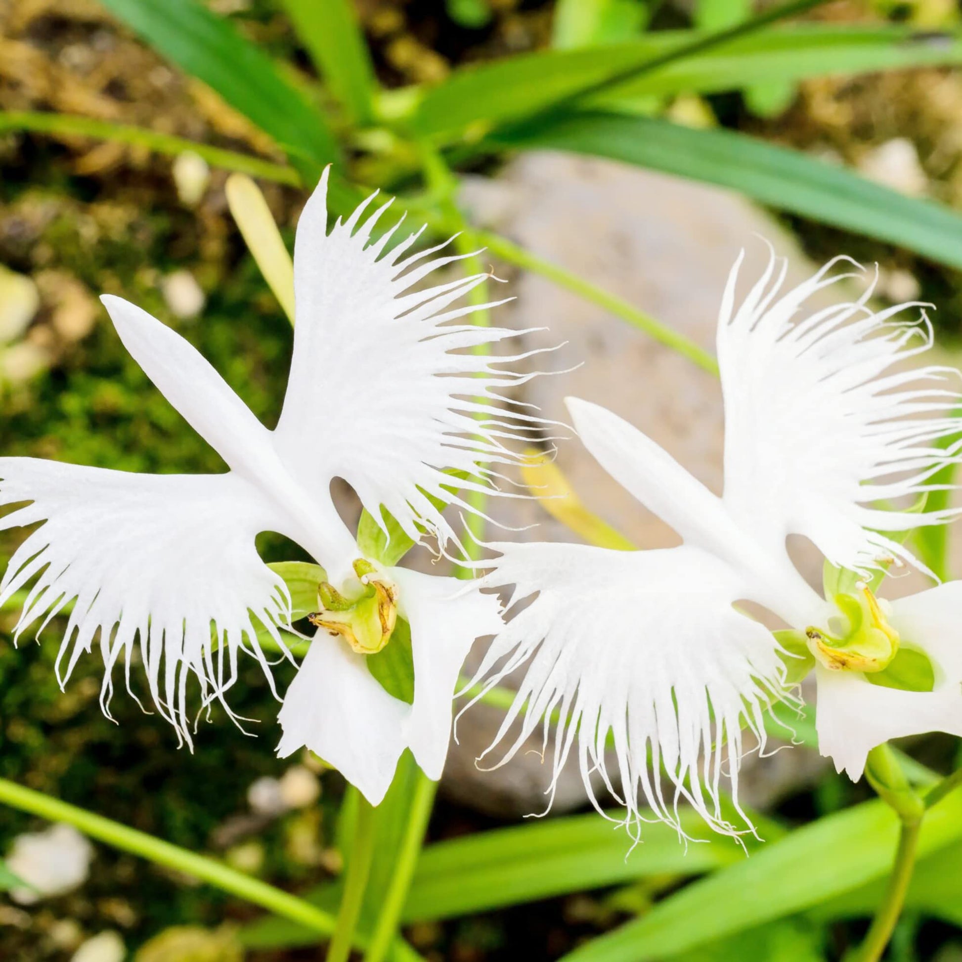 Egret Bonsai Blumensamen zur Aussaat farbenfroh Schau Traditionssorte & ohne Gentechnik Samen Hausgarten