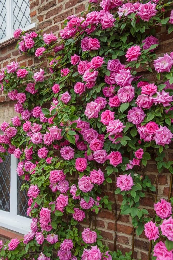 Rosa Zephirine Rose Blumensamen zur Aussaat – leuchtend Blüten – Traditionssorte & ohne Gentechnik Samen Hausgarten