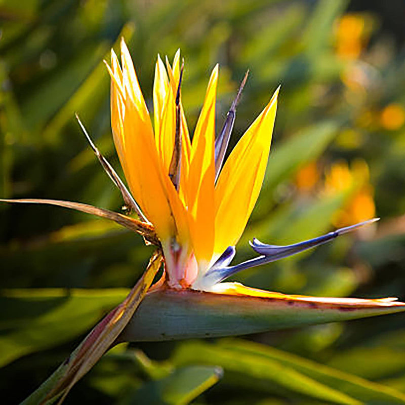Gelb (gelb strelitzia) samen for anpflanzung in home garten
