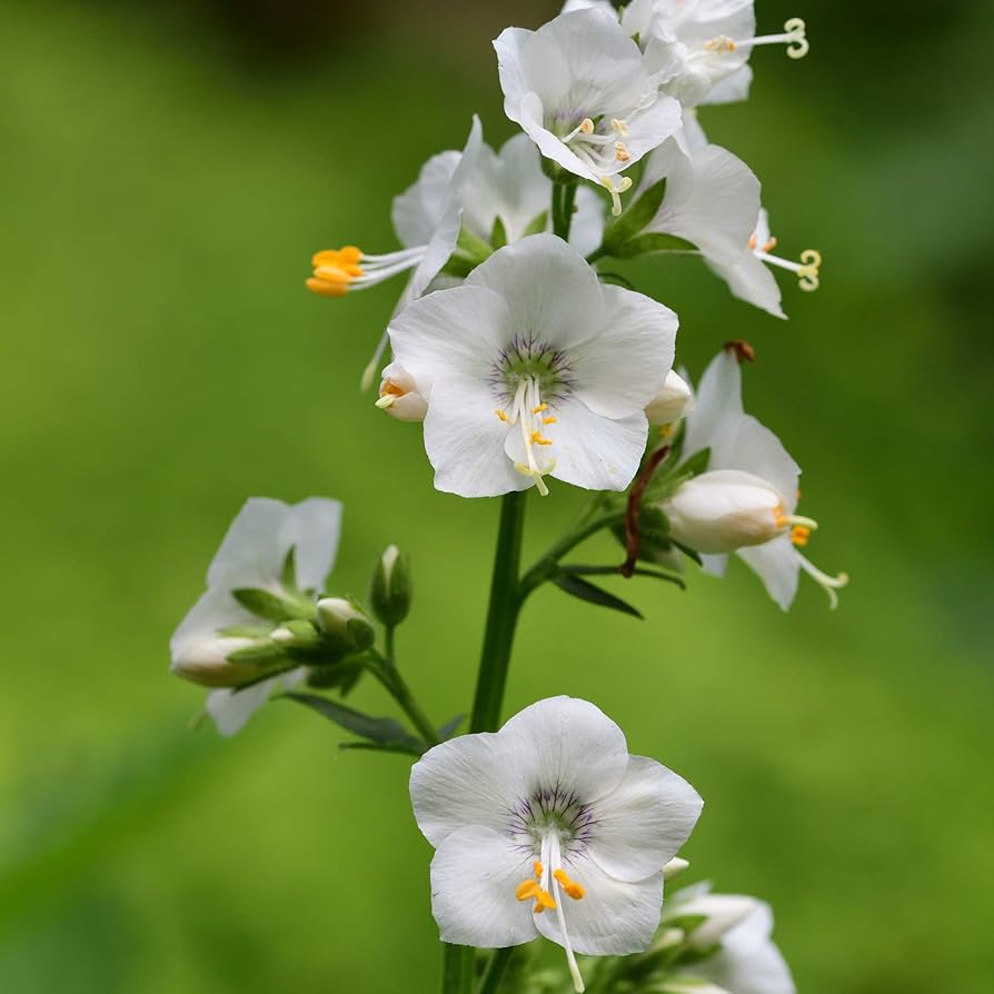 Weiß Jacob’s Ladder Polemonium caeruleum Samen zur Aussaat mehrjährig border alpine Beet