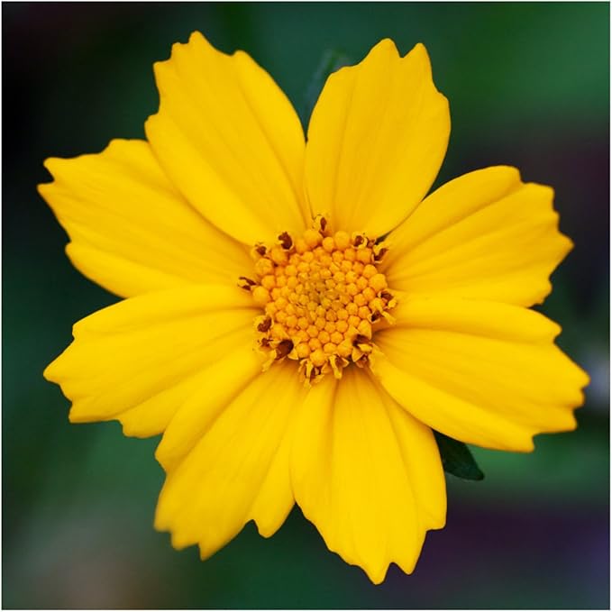 Coreopsis Coreopsis spp Blumensamen zur Aussaat Blume Beet
