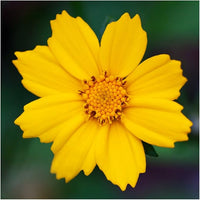 Coreopsis Coreopsis spp Blumensamen zur Aussaat Blume Beet