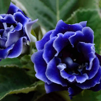 Blau Gloxinie Blumensamen zur Aussaat