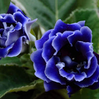 Dark blau gloxinia blume samen for anpflanzung - bright blooms, heirloom & gmo free samen for home garten
 
 sale samen for anpflanzung in home garten