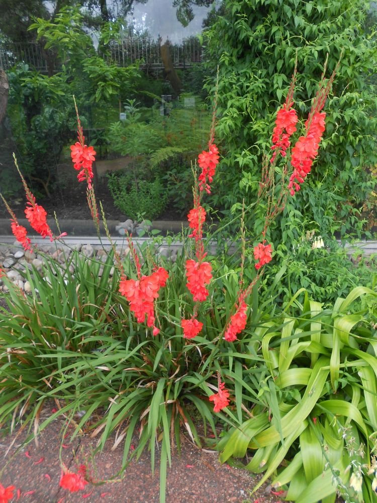 Watsonie Watsonia Pflanze Blumensamen