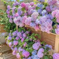Blau – Rosa – Lila Hortensie Blumensamen zur Aussaat – Halbschatten verträglich – Traditionssorte & ohne Gentechnik Samen Hausgarten