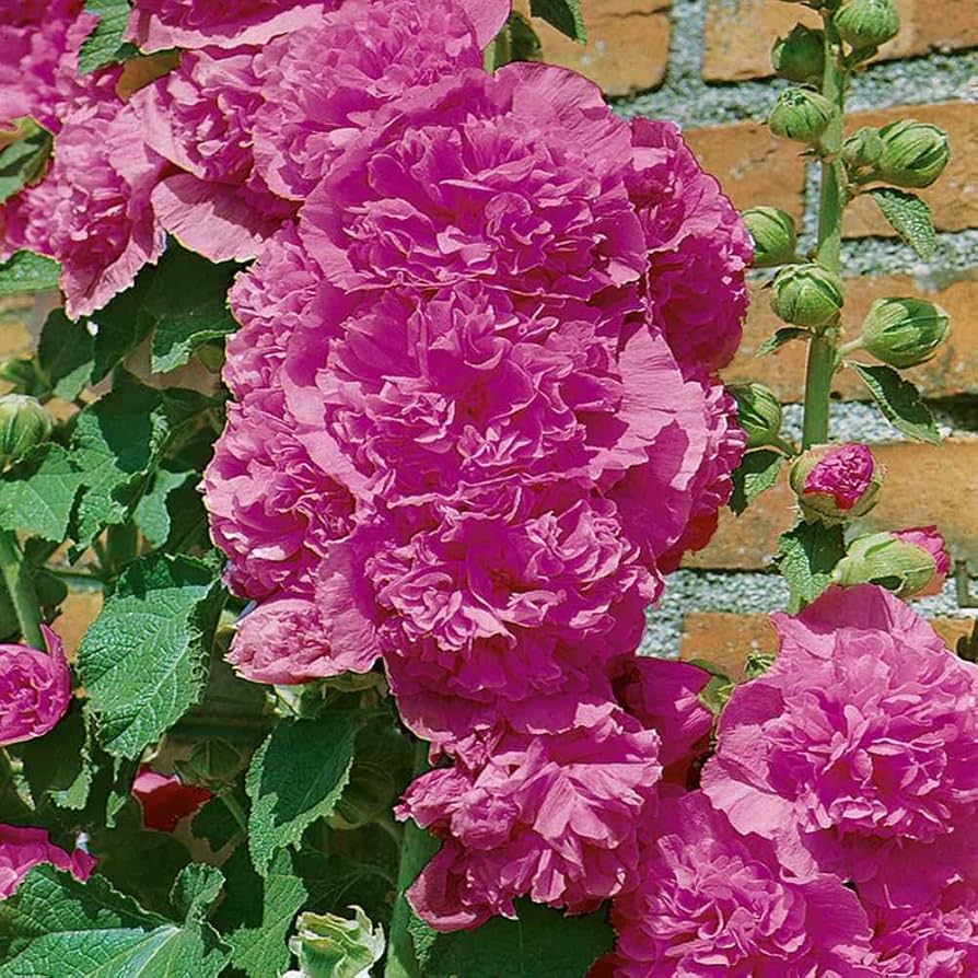Stockrose Chater leuchtend Rosa Samen zur Aussaat Landhaus Garten Pathways