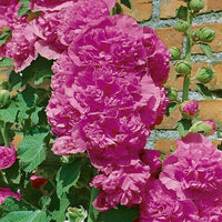 Stockrose Chater leuchtend Rosa Samen zur Aussaat Landhaus Garten Pathways
