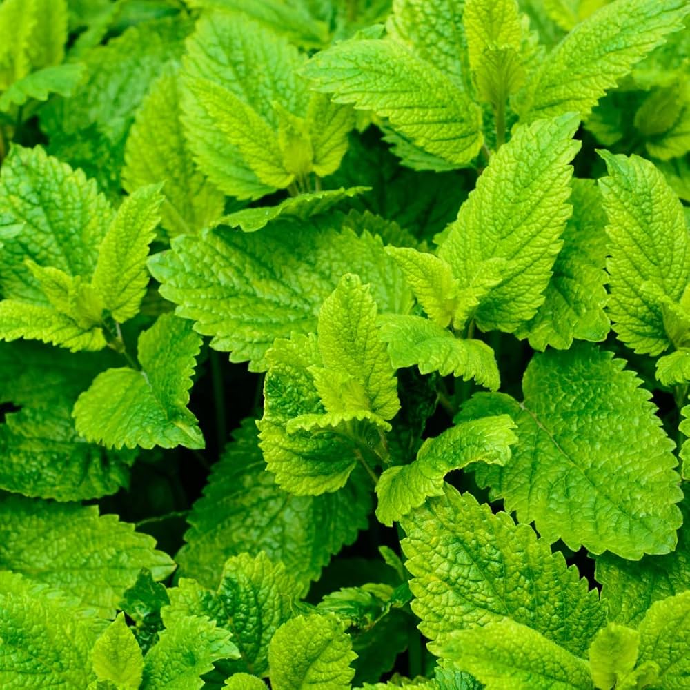 Zitronenmelisse Samen Melissa officinalis