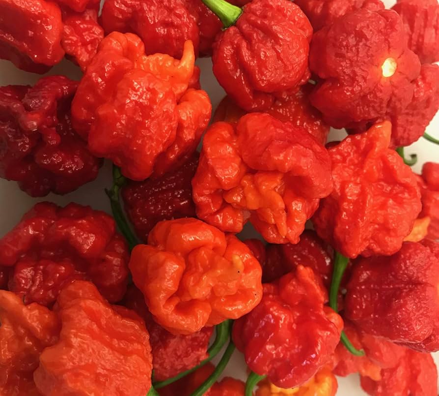 Hurt Berry Pepper Samen zum Pflanzen