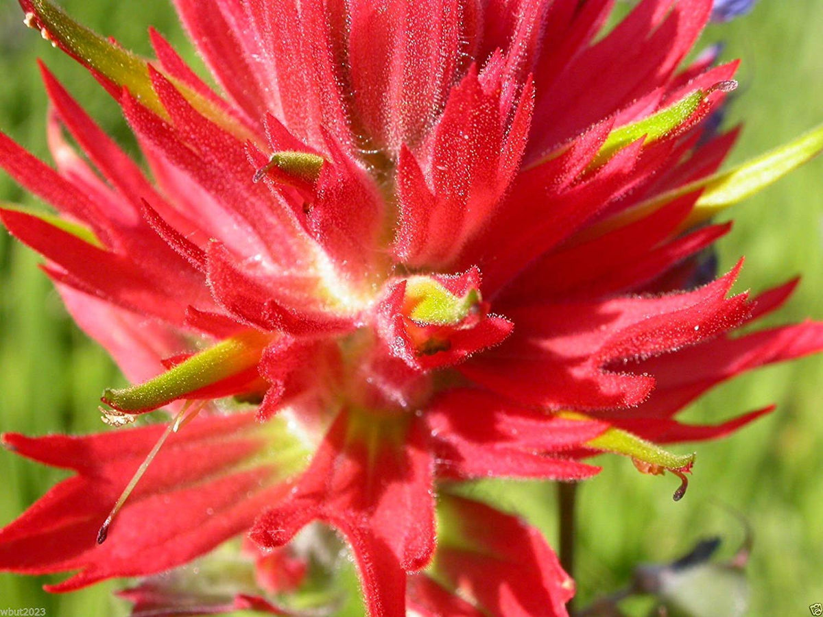 Rot castilleja blume samen for anpflanzung - shade tolerant, heirloom & gmo free samen for home garten
 
 sale samen for anpflanzung in home garten