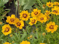 Calliopsis Blumensamen zur Aussaat – duftend Blüten – Traditionssorte & ohne Gentechnik Samen Hausgarten